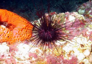 urchin-sponge-79942_640